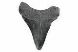 Juvenile Megalodon Tooth - South Carolina #362226-1